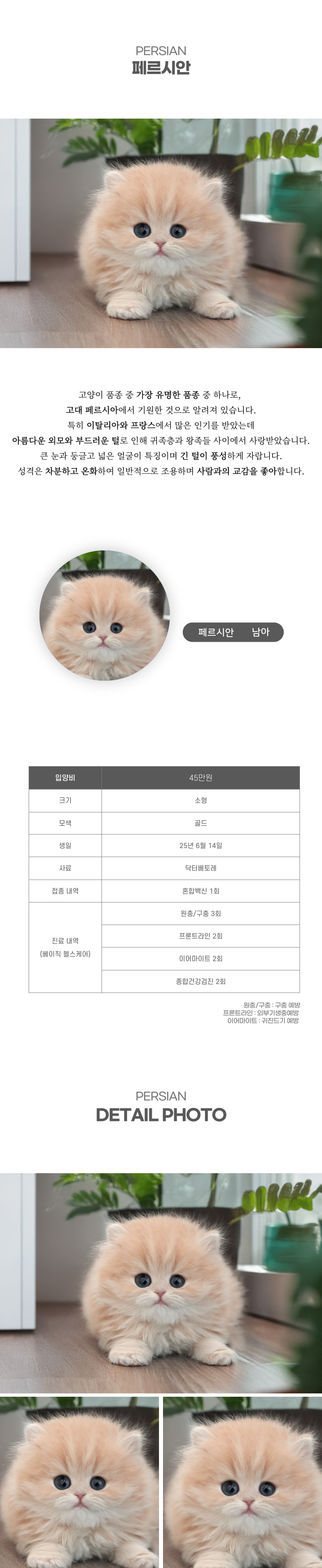 페르시안_상세이미지_2